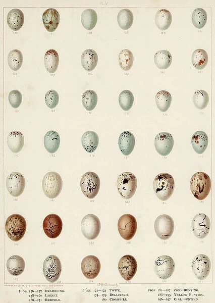 Eggs of Bunting Etc