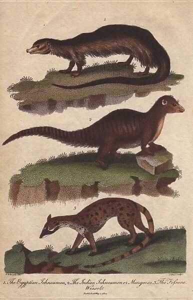 Egyptian ichneumon, Indian ichneumon or mongoose