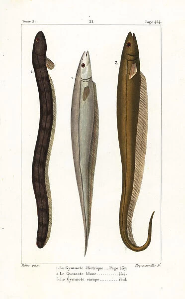Electric eel, Asian swamp eel and banded knifefish