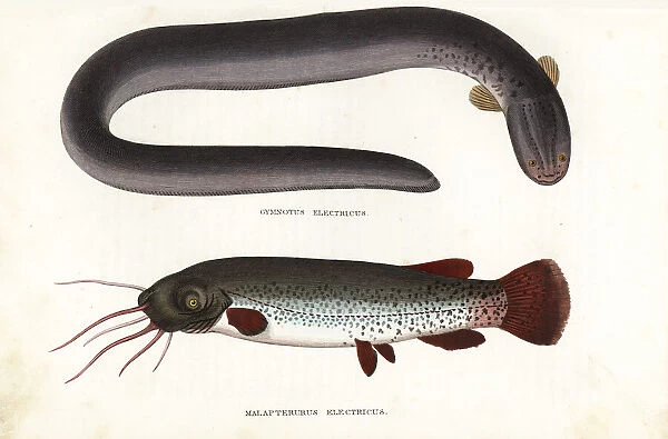 Electric eel and electric catfish