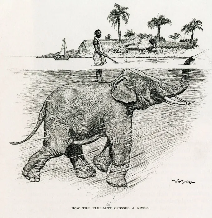 Framed Print : Asian Elephant River Crossing Print Framed Print : Asian Elephant River Crossing Print