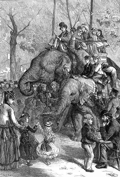 Elephant Rides at London Zoo, 1871