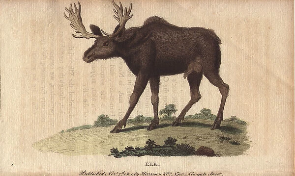 Elk or wapiti, Cervus canadensis