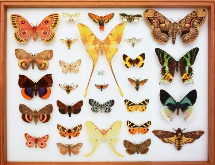 Framed Print : Entomological Specimens of Lepidoptera Print Framed Print : Entomological Specimens of Lepidoptera Print