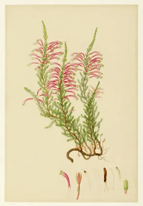 Framed Print : Ericaceae Print - Delineation of Exotic Plants at Kew (1796) Framed Print : Ericaceae Print - Delineation of Exotic Plants at Kew (1796)