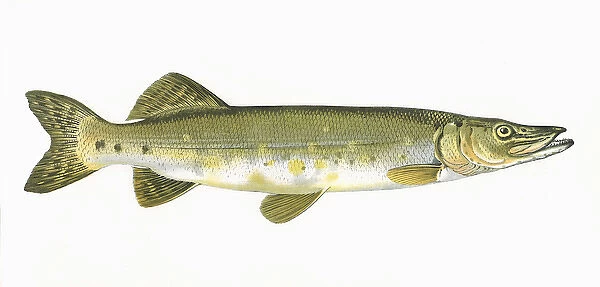 Esox lucius, or Northern Pike