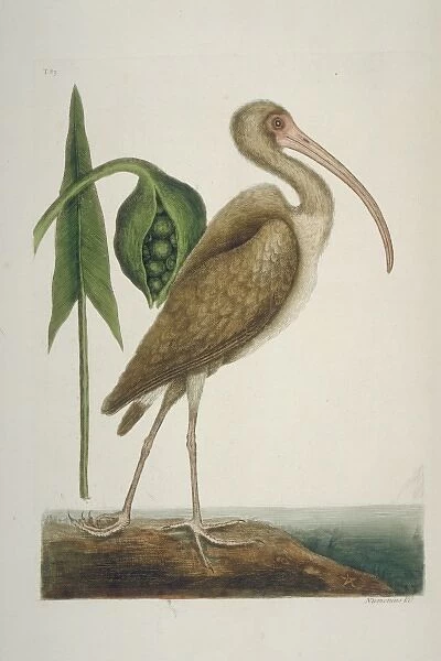 Eudocimus albus, white ibis