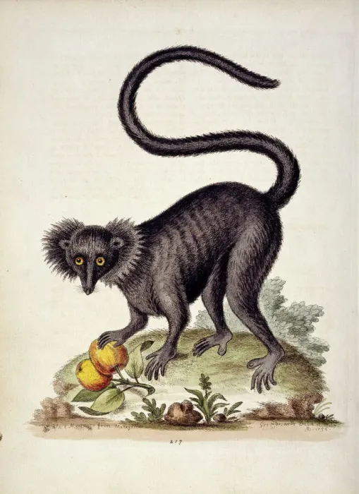 Framed Print : Black Maucauco Print, Eulemur macaco (1758-1764) Framed Print : Black Maucauco Print, Eulemur macaco (1758-1764)