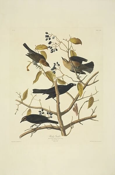 Euphagus carolinus, rusty blackbird