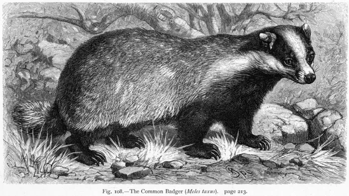 Framed Print : Eurasian Badger Print Framed Print : Eurasian Badger Print