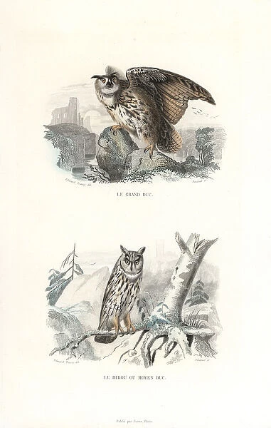 Eurasian eagle-owl and long-eared owl