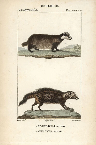 European badger, Meles meles, and civet, Civettictis civetta