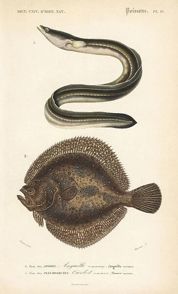 European eel, critically endangered, and turbot