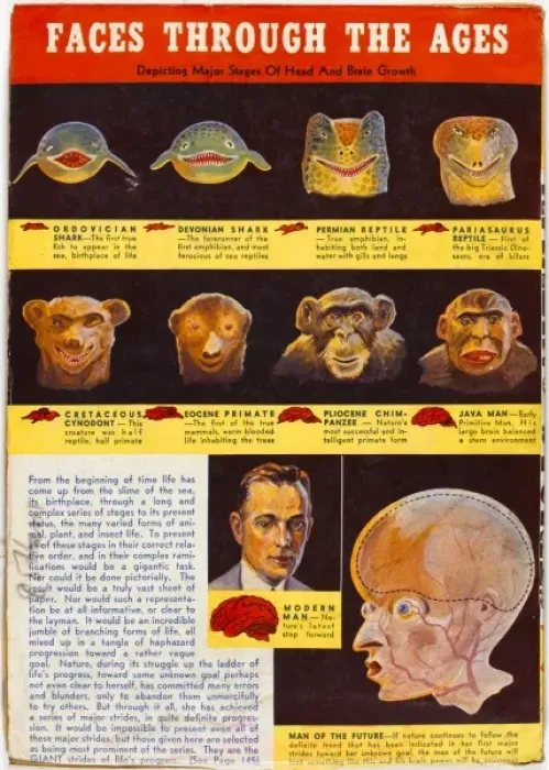 Framed Print : The Evolution of the Human Face Print Framed Print : The Evolution of the Human Face Print