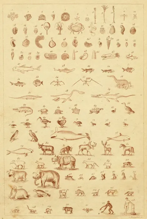 Framed Print : Evolution in Fossils Print: A Visual Record of Life's Progression Framed Print : Evolution in Fossils Print: A Visual Record of Life's Progression