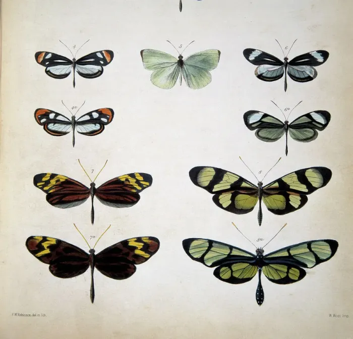 Framed Print : Mimicry in Amazon Butterflies Print, 1862 Framed Print : Mimicry in Amazon Butterflies Print, 1862