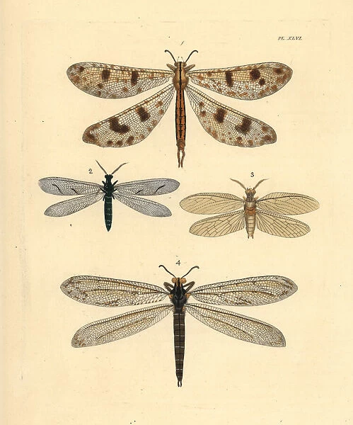 Exotic antlion lacewings and fishfly