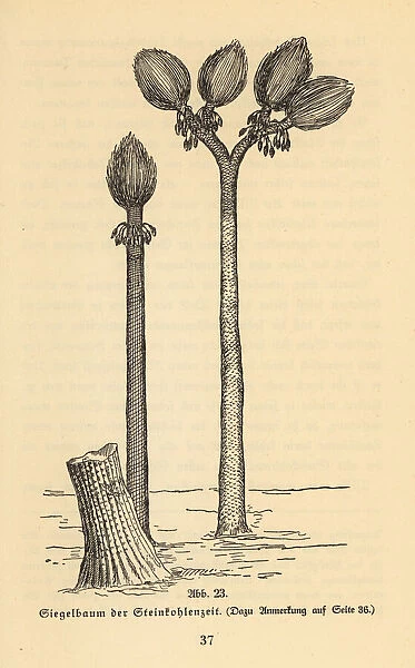 Extinct arborescent plant, Sigillaria genus, Carboniferous