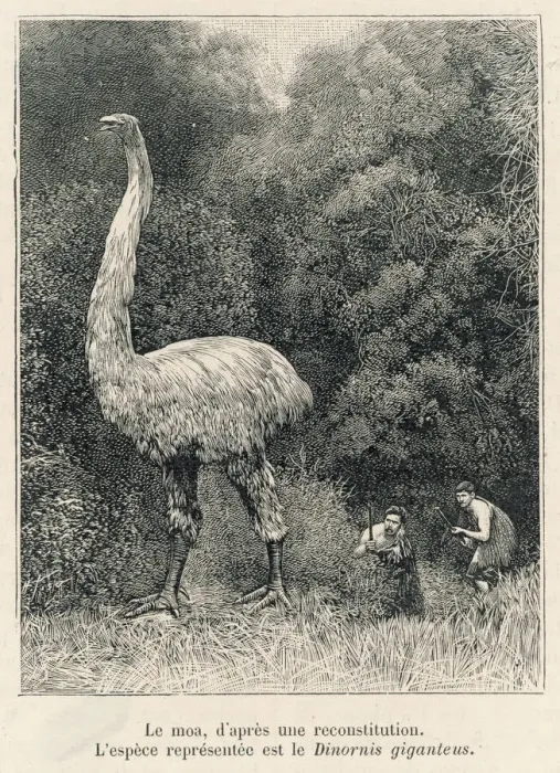 Framed Print : Print of Dinornis giganteus, a large extinct bird Framed Print : Print of Dinornis giganteus, a large extinct bird