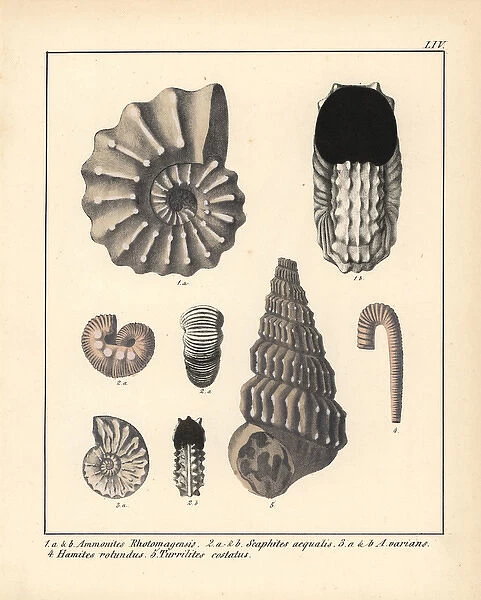 Extinct gastropods and mollusks: Ammonites