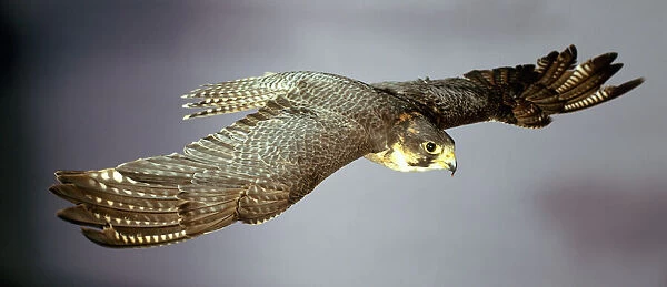 Falco peregrinus, peregrine falcon