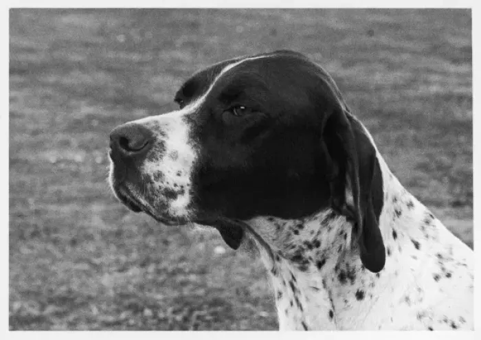 Framed Print : Print of a Liver and White Pointer, Crufts Best in Show 1958 Framed Print : Print of a Liver and White Pointer, Crufts Best in Show 1958