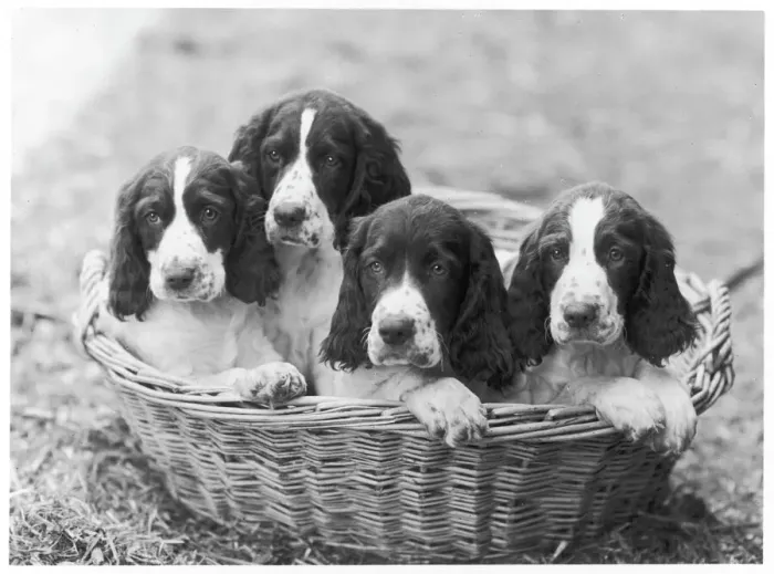 Framed Print : Fall English Springer Print Framed Print : Fall English Springer Print