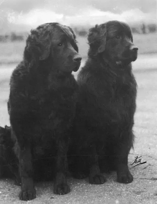 Framed Print : Print of Fall Newfoundland 1938 Japhet and Hecate Sitting Together Framed Print : Print of Fall Newfoundland 1938 Japhet and Hecate Sitting Together