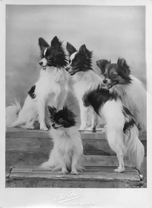Framed Print : Papillon Group Print 1939 Framed Print : Papillon Group Print 1939