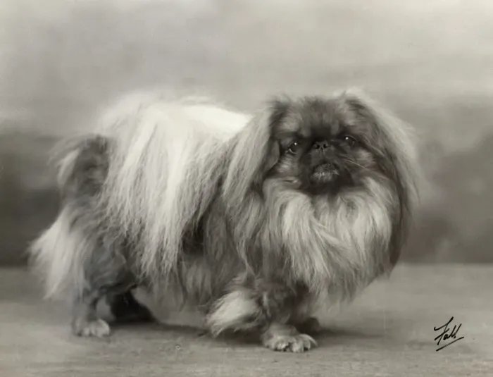 Framed Print : Print of Pekingese dog, Fall 1932 Champion Yu-Fuh of Aldernbourne Framed Print : Print of Pekingese dog, Fall 1932 Champion Yu-Fuh of Aldernbourne