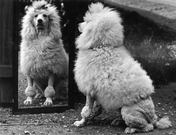 Framed Print : Print of a white dog with poodle cut in front of a mirror Framed Print : Print of a white dog with poodle cut in front of a mirror