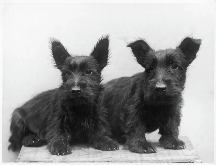 Framed Print : Black Scottie Puppies Print 1933
