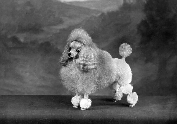 FALL  /  TOY POODLE  /  1960