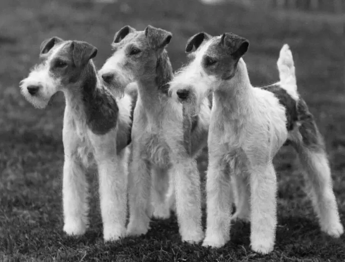 Framed Print : Wire Fox Terrier Print, 1937
