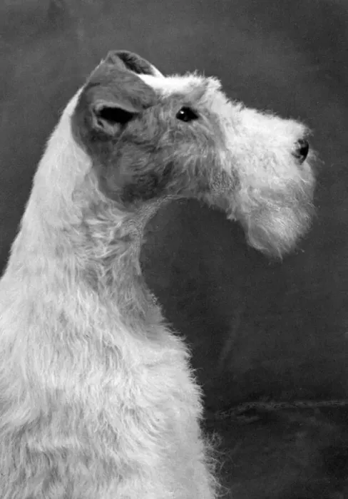 Framed Print : 1954 Wire Fox Terrier Head Study Print Framed Print : 1954 Wire Fox Terrier Head Study Print