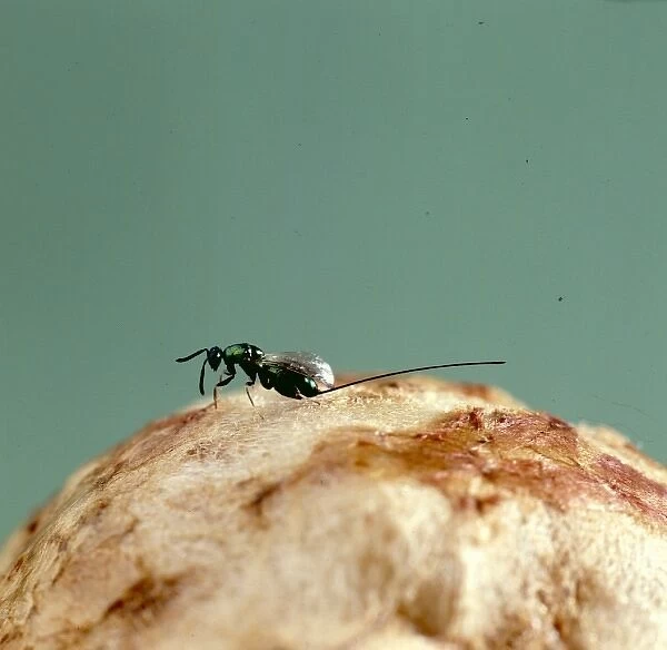 A female parasitic wasp