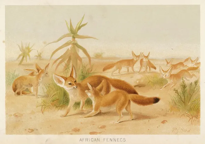 Framed Print : Fennec Fox Print - A Fennec Canis zerda with exceptionally long ears Framed Print : Fennec Fox Print - A Fennec Canis zerda with exceptionally long ears