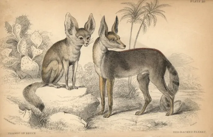 Framed Print : Fennec Fox Print, Handcolored Engraving, 1839 Framed Print : Fennec Fox Print, Handcolored Engraving, 1839
