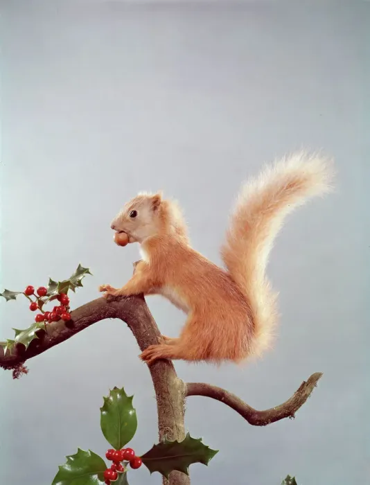 Framed Print : Festive Nutty Squirrel Print: Red Squirrel on Holly Branch Framed Print : Festive Nutty Squirrel Print: Red Squirrel on Holly Branch