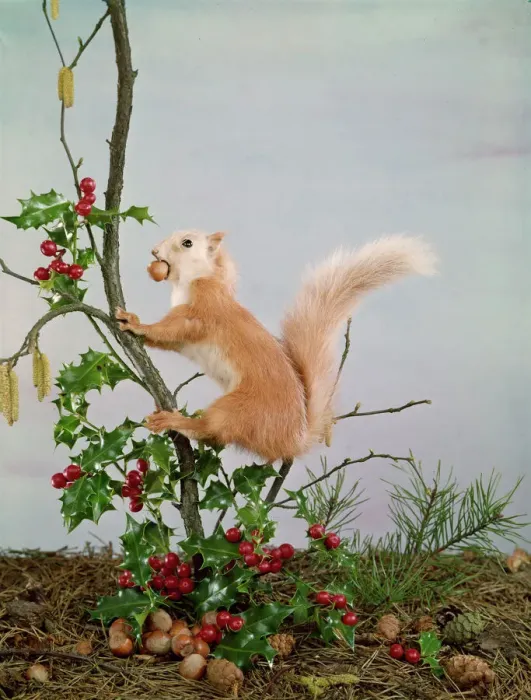 Framed Print : Festive Nutty Squirrel Print Framed Print : Festive Nutty Squirrel Print