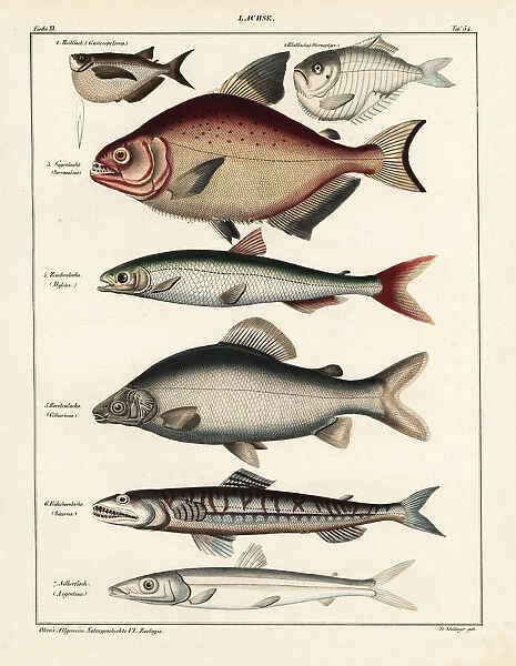 Fish varieties