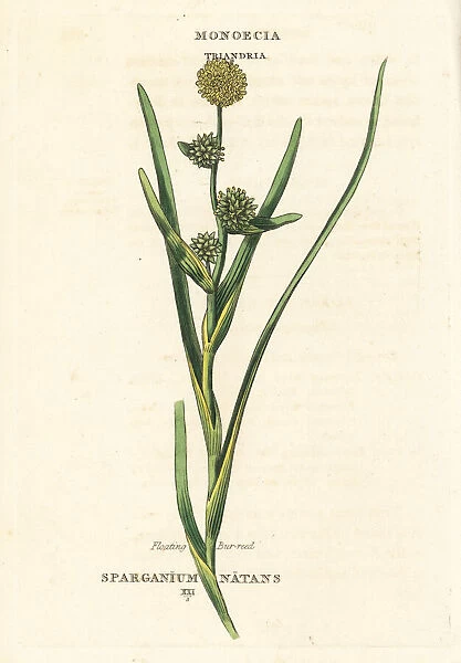 Floating bur-reed, Sparganium natans