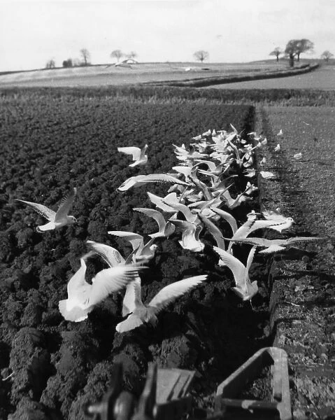 Flock of seagulls on a ploughed field