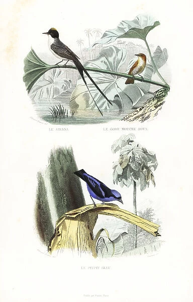 Fork-tailed flycatcher, rufous flycatcher-thrush