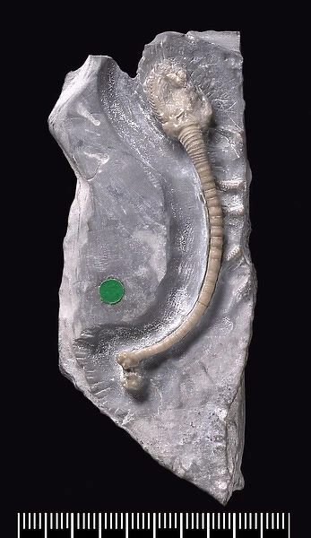 Fossil Holothurian or sea cucumber