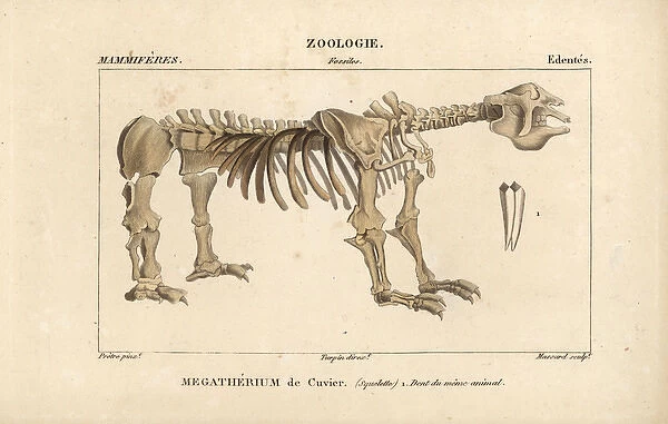 Fossil skeleton of a Great Beast, Megatherium