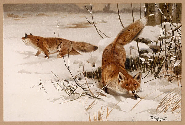 Fox in Snow 20C