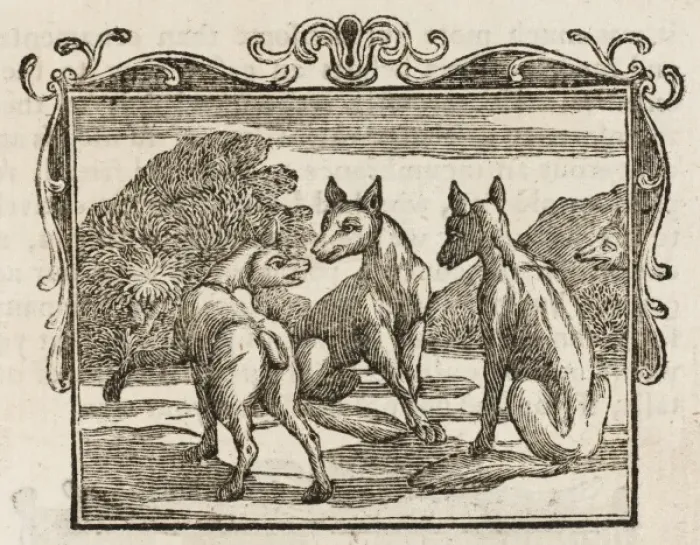Framed Print : The Fox Without a Tail Print: A Fable of Self-Deception Framed Print : The Fox Without a Tail Print: A Fable of Self-Deception