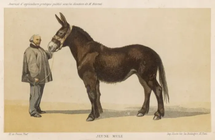 Framed Print : French Mule Print 1865 Framed Print : French Mule Print 1865