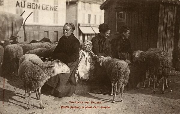 French Sheperdesses and their Sheep
